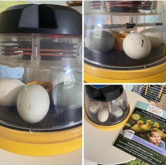 Ducklings that visited the preschool
