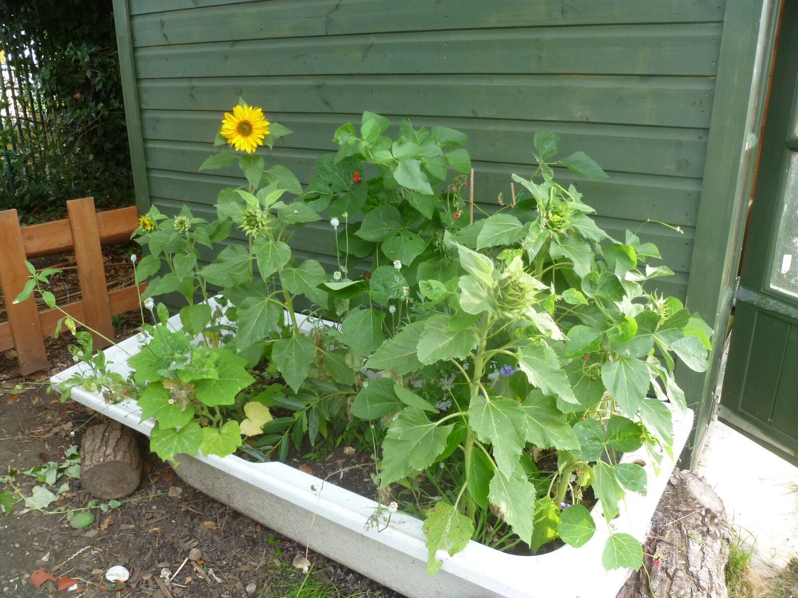 A raised bed with sunflowers and vegetables growing